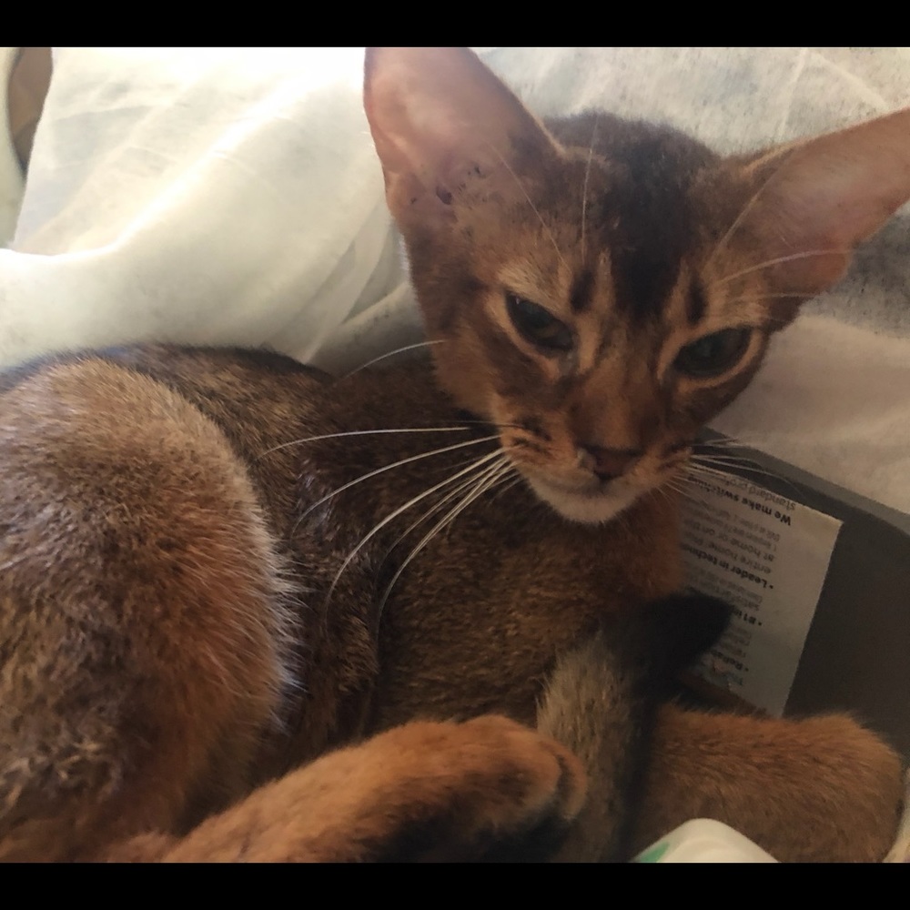 Meet your Posher, ,mary